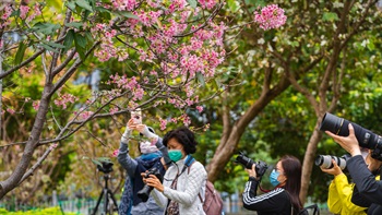 冬日的桃花吸引了眾多賞花者和攝影者。